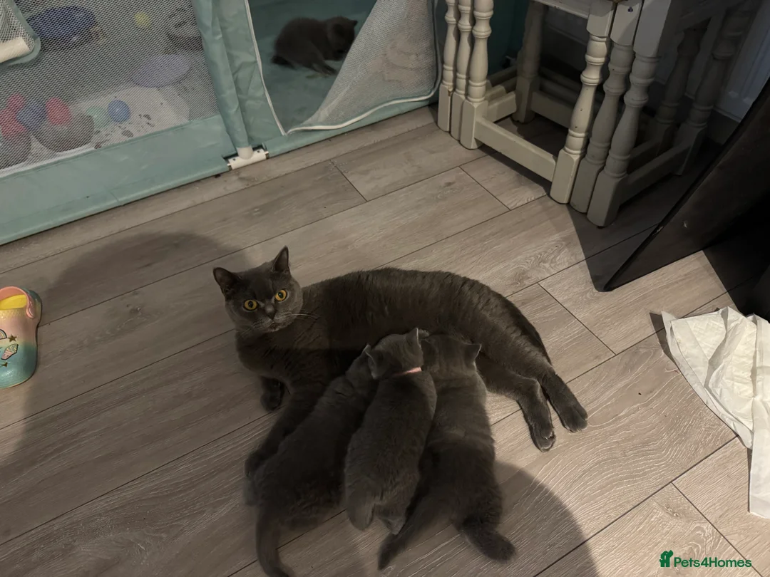 British Shorthair cats for sale: Stunning kittens available  - Advert 3