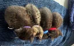 British Shorthair cats for sale: British short hair cross breed - Image 6