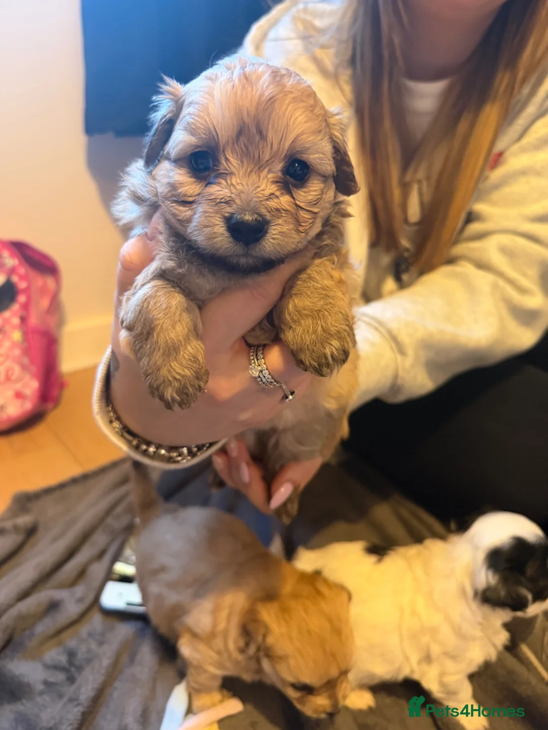 Maltipom dogs for sale: Maltipoms - Advert 1