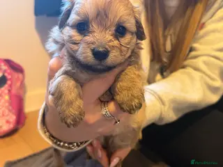 Maltipom dogs Maltipoms - Advert 4