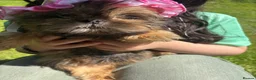 Shih Tzu dogs for sale:  Beautiful ShihTzu, open to sensible offers.  - Advert 20