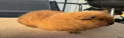 Guinea Pig rodents for sale: Stunning boars - Advert 10