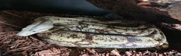 Boa Snake reptiles for sale: Female hog island boa - Advert 2