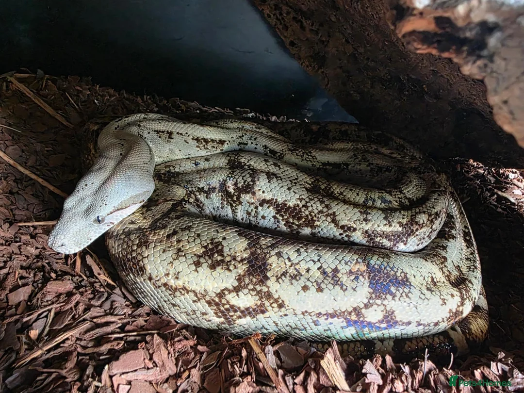 Boa Snake reptiles for sale: Female hog island boa - Advert 2