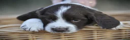 English Springer Spaniel dogs for sale: English springer spaniel puppies  in Exeter - Advert 17