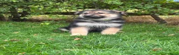 German Shepherd dogs for sale: Pedigree German shepherd puppies  in Ashford - Advert 8