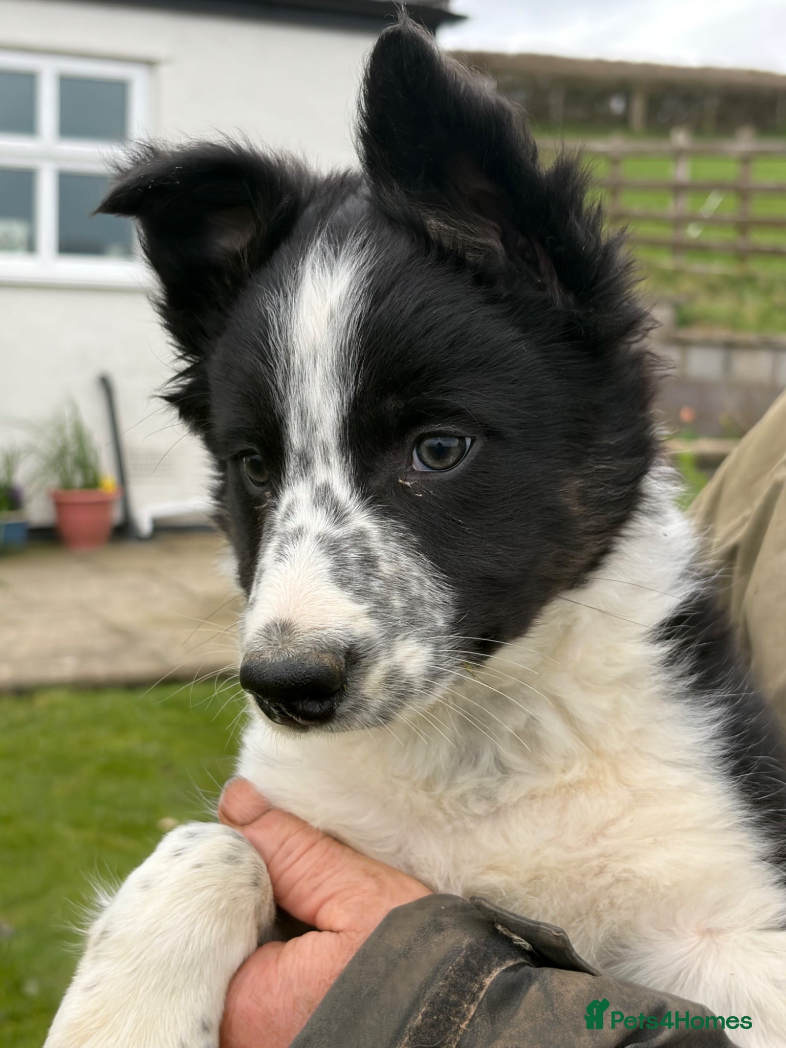 Border Collie dogs Border collie - Advert 11