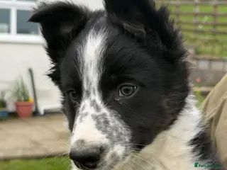 Border Collie dogs Border collie - Advert 11