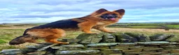 German Shepherd dogs for sale: Female German Shepherd  in Halifax - Advert 2