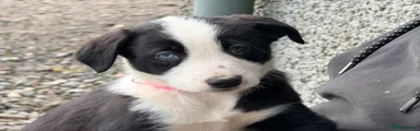 Border Collie Puppy 5