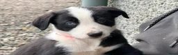 Border Collie dogs for sale: Beautiful Border Collie pups for sale  - Advert 6