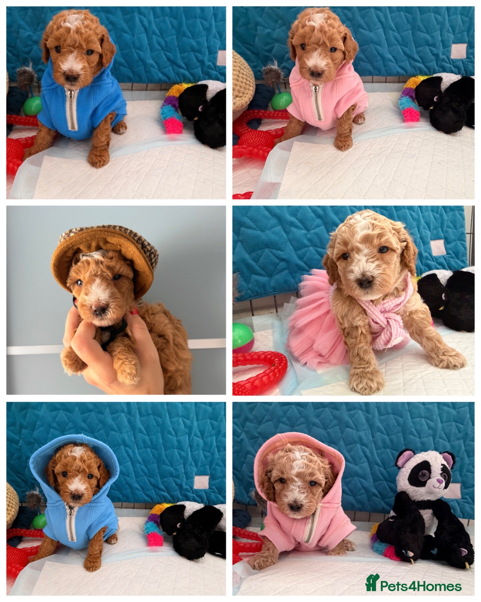 Maltipoo dogs Maltipoo F1B 🐩🐩🐩🐩 - Advert 17