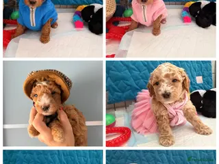 Maltipoo dogs Maltipoo F1B 🐩🐩🐩🐩 - Advert 17