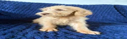 Labradoodle dogs for sale: Ready Now! Beautiful F1b Labradoodles  - Advert 15
