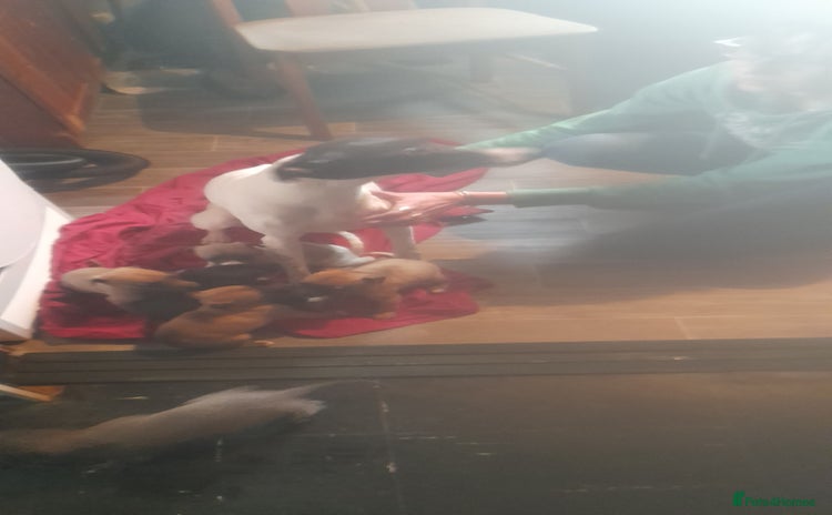 Whippet dogs - Advert 1