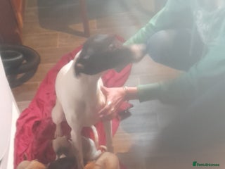 Whippet dogs - Advert 34