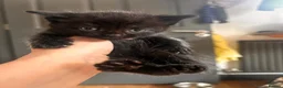Mixed Breed cats for sale: 14 beautiful kittens for sale  - Advert 12