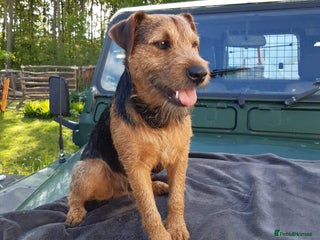 Lakeland Terrier dogs in Newark - Advert 5