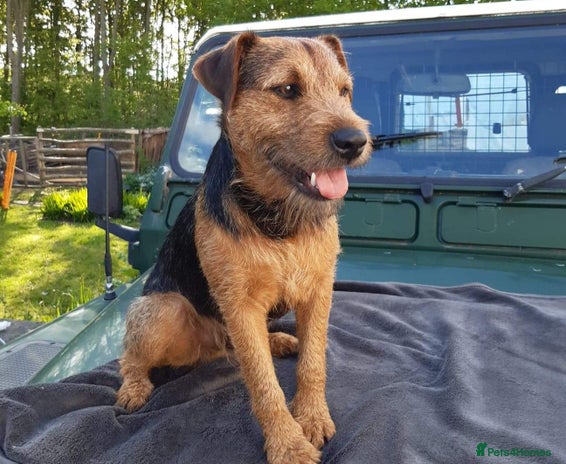 Lakeland Terrier dogs Lakeland terrier stud in Newark - Advert 4