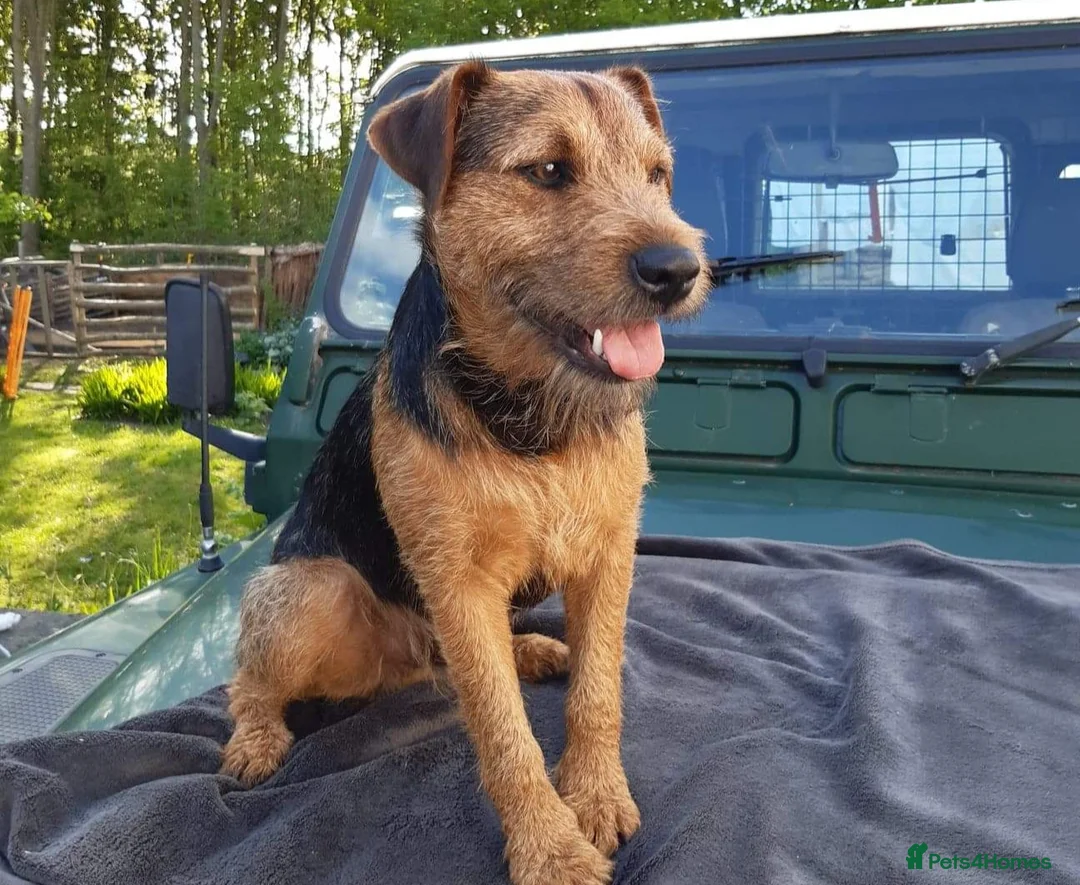 Lakeland Terrier dogs for stud: Lakeland terrier stud in Newark - Advert 1