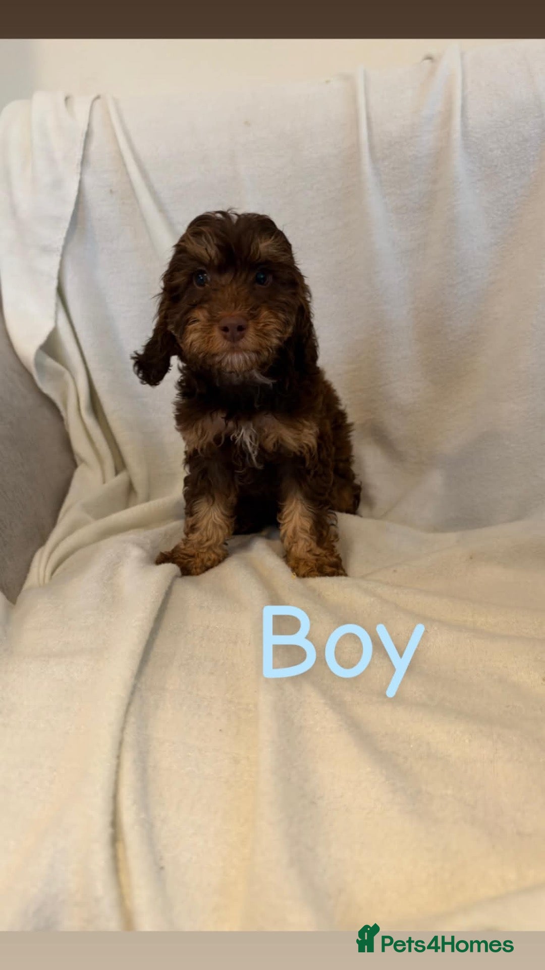 Cockapoo dogs F1bs cockapoo puppies  - Advert 2