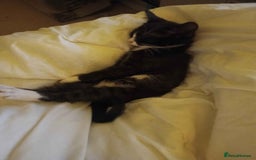 Bengal cats for sale: Bengal Torbie mix kittens, 1 female, 2 male - Image 12
