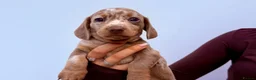 Miniature Dachshund dogs for sale: STUNNING MINIATURE DACHSHUND PUPPIES FOR SALE in Kilmarnock - Advert 6