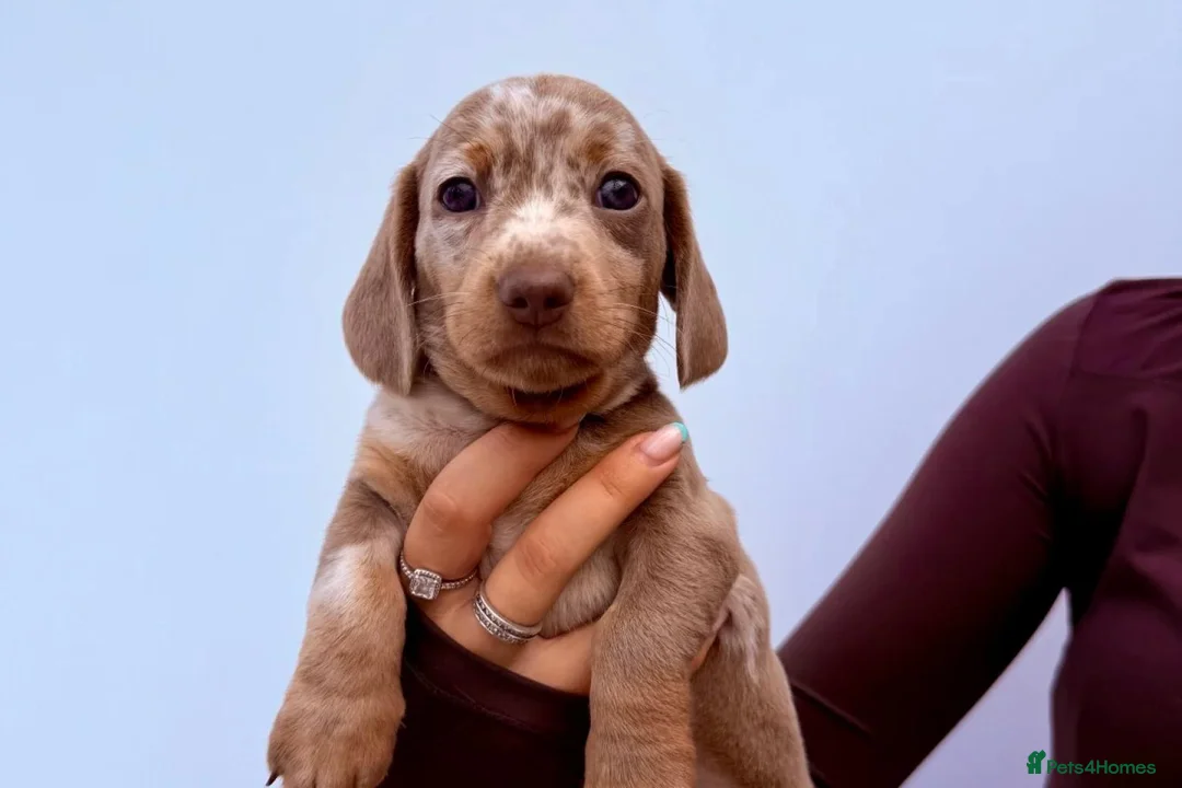 Miniature Dachshund dogs for sale: STUNNING MINIATURE DACHSHUND PUPPIES FOR SALE in Kilmarnock - Advert 6