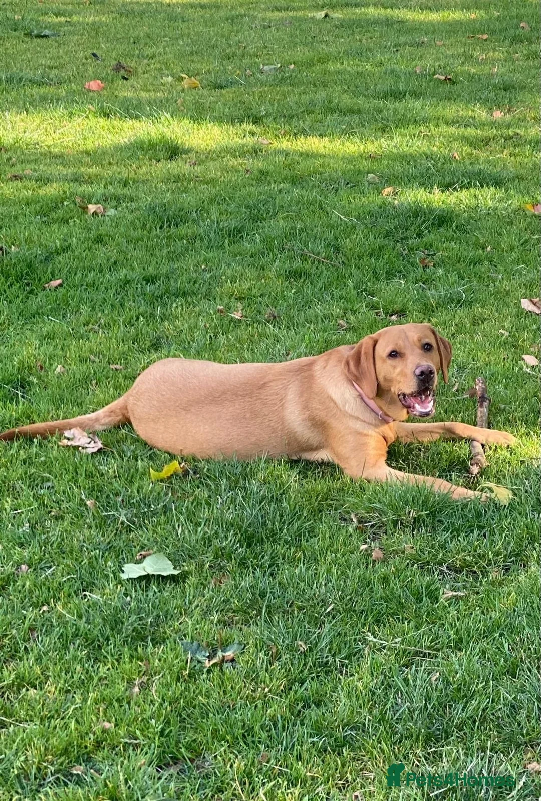 Labrador Retriever dogs for sale: Fox Red KC Registered Labrador Puppies🐾 in London - Advert 35