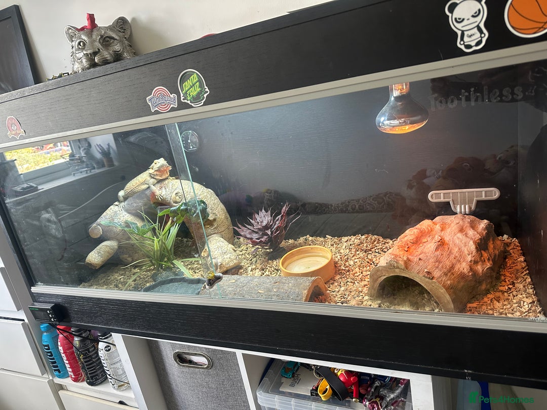 Bearded Dragon reptiles for sale: Femal blue eyes orange . 1 year and 4 months  - Image 3
