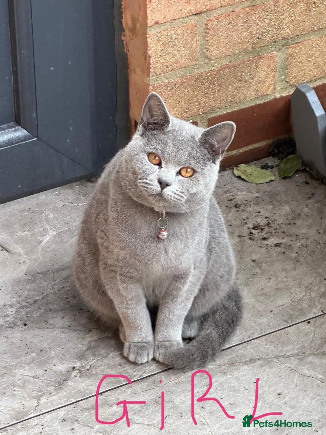 British Shorthair cats for sale: 2 British Shorthair  - Image 3