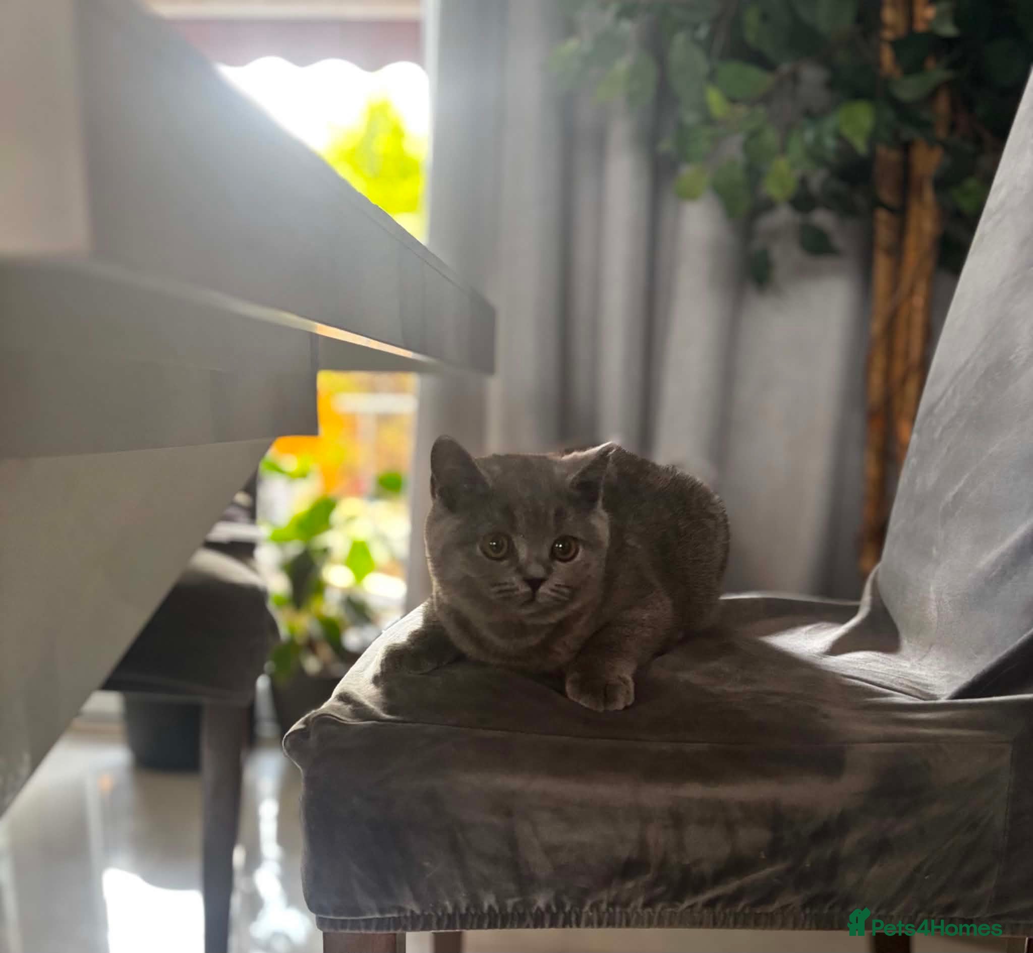 British Shorthair cats Beautiful British Shorthair Blue Kittens  - Advert 16