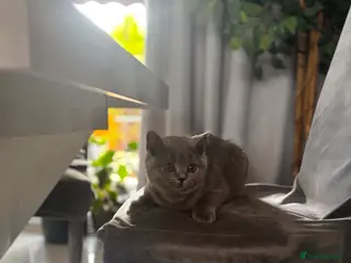 British Shorthair cats Beautiful British Shorthair Blue Kittens - Advert 16