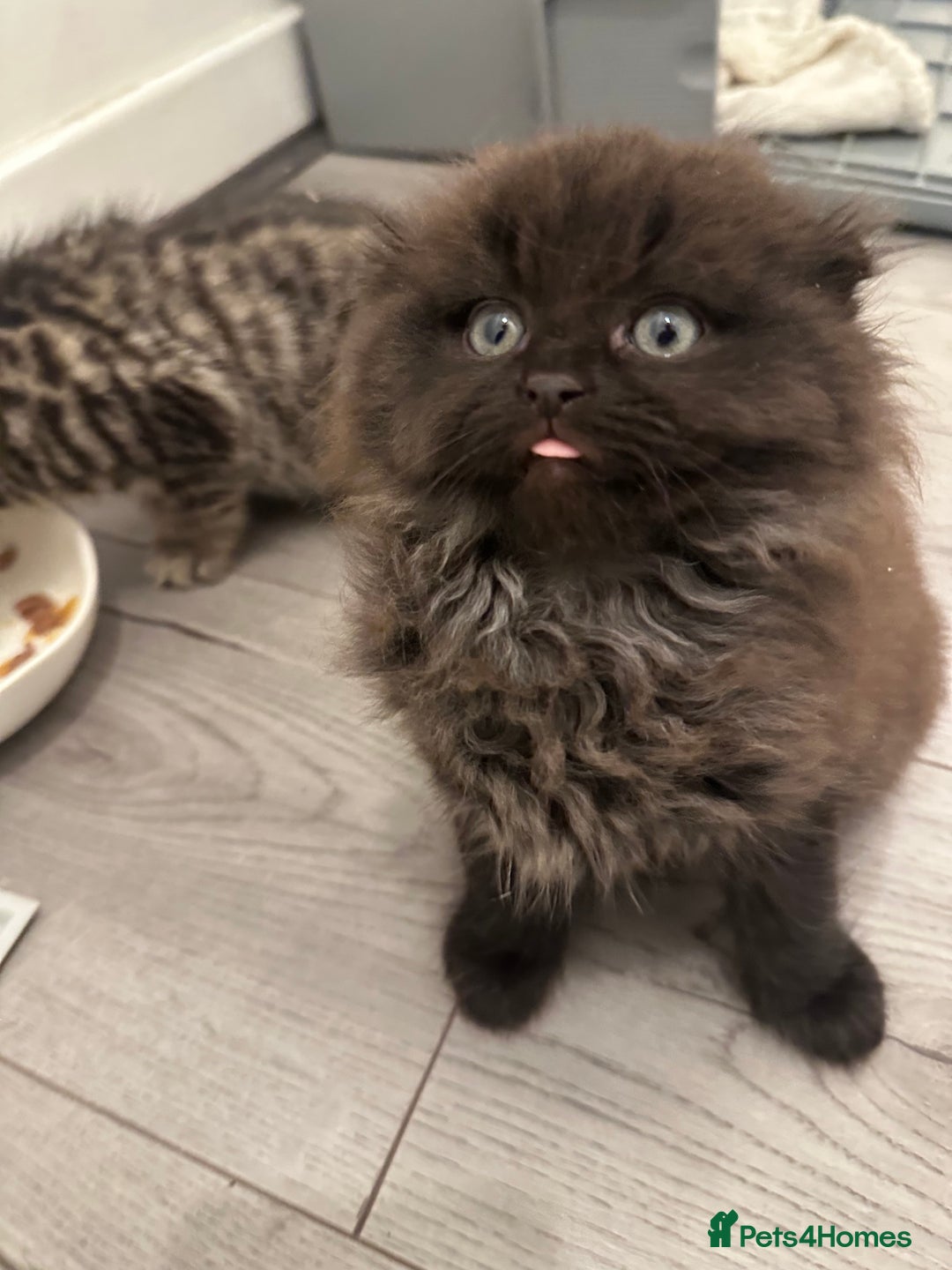 Scottish Fold cats for sale: Beautiful Scottish Fold/British Shorthair Kittens - Advert 9