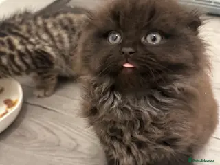 Scottish Fold cats 1 Longhair Scottish Fold Kitten remaining - Advert 15