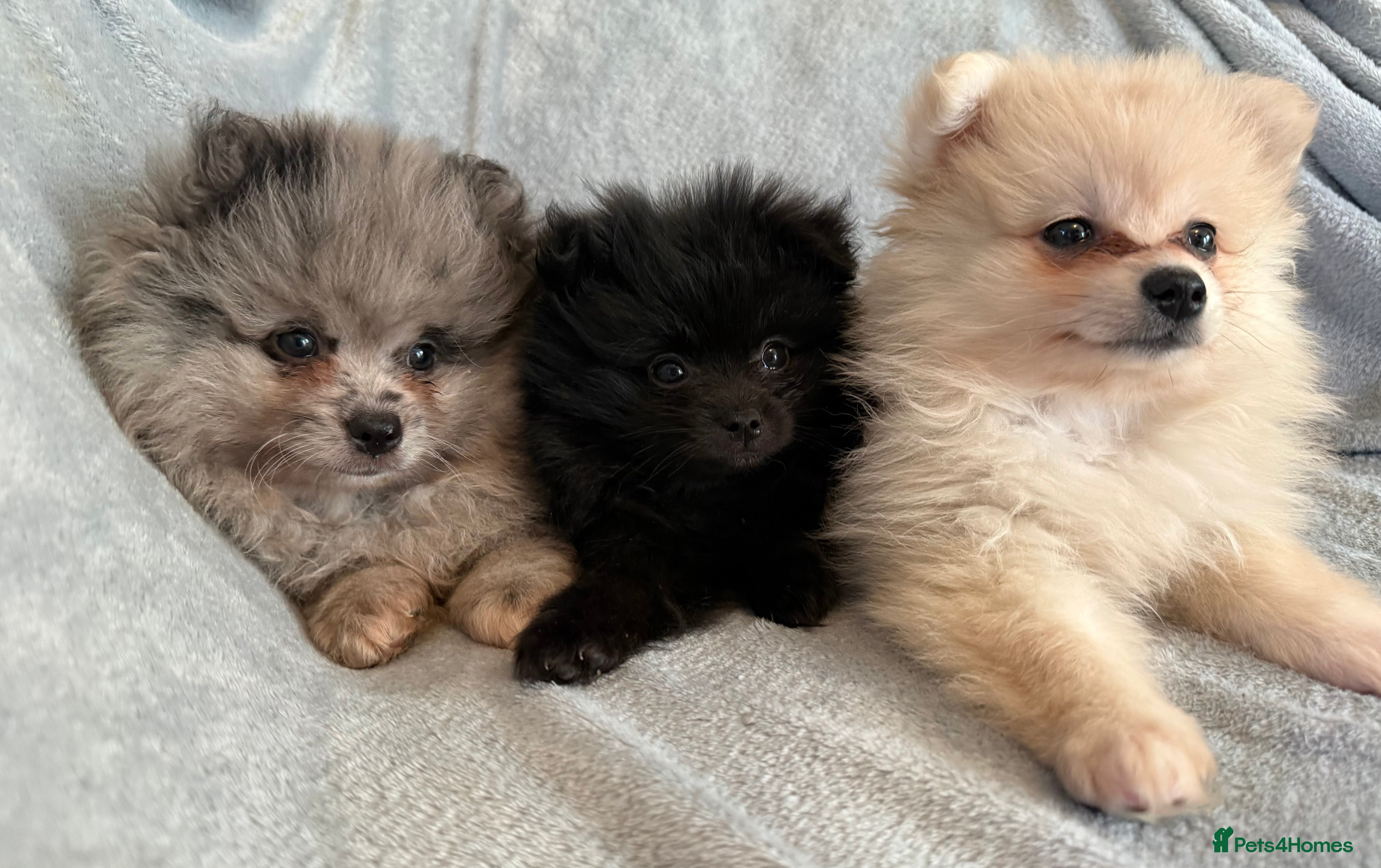 Pomeranian dogs ✨ READY THURSDAY ✨ 3 LEFT ✨ POMERANIAN PUPS 🫶🏽 - Advert 14