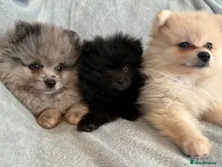 Pomeranian dogs ✨ READY THURSDAY ✨ 3 LEFT ✨ POMERANIAN PUPS 🫶🏽 - Advert 14