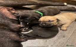 Mixed Breed dogs for sale: Came Corso X Puppies - Image 30