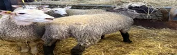 Sheep livestock for sale: Ewe Lambs - Advert 12