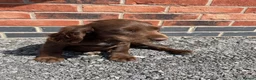 Cockapoo dogs for sale: 2 beautiful cockapoo puppies - Advert 5