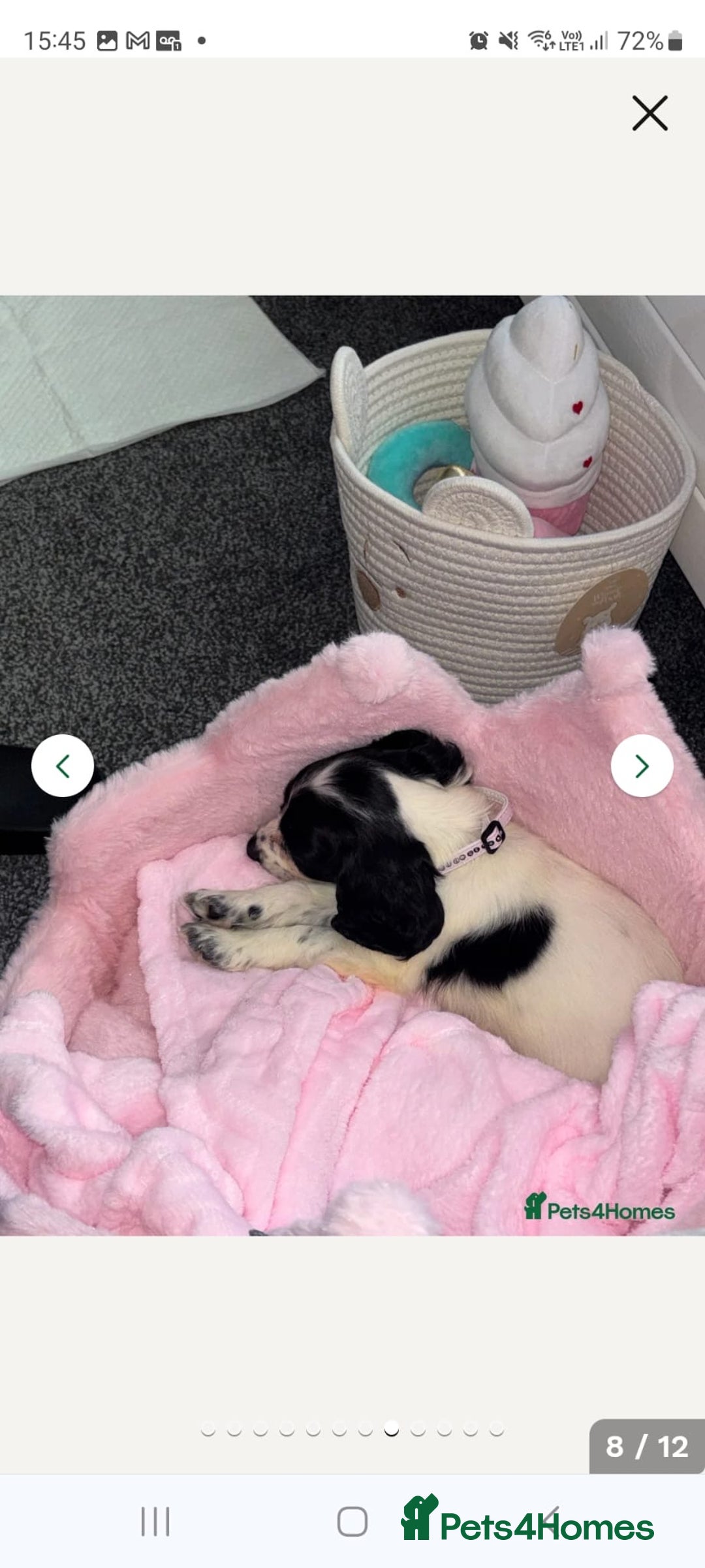 Cocker Spaniel dogs for sale: Black and white female cocker spaniel  - Image 8