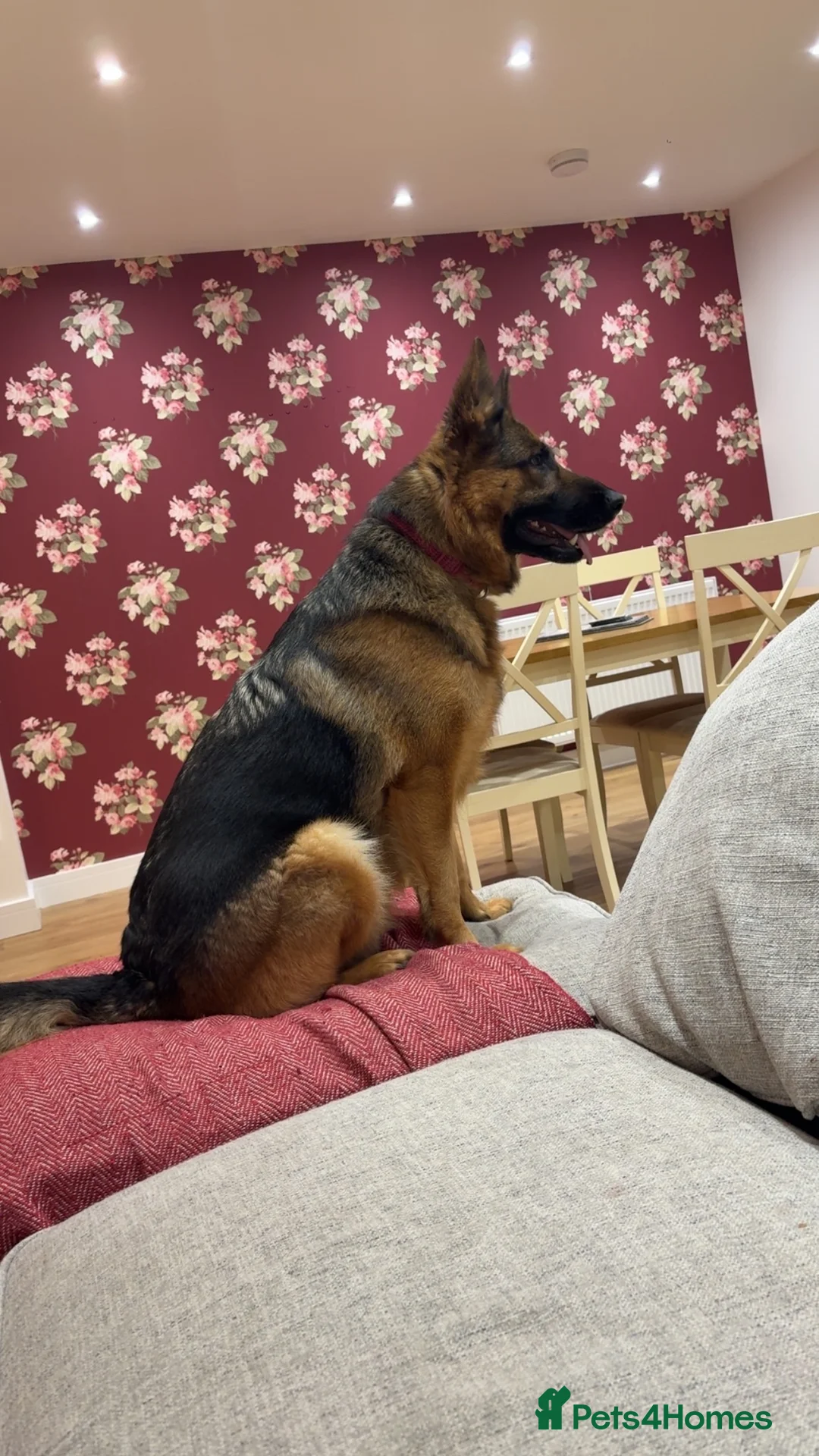 Golden Shepherd dogs for sale: Golden Shepherd Litter Due 27/02/2026 - Advert 1