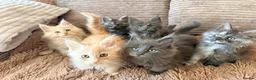 Maine Coon cats for sale: Tica registered mainecoon kittens (some polys)  - Advert 10
