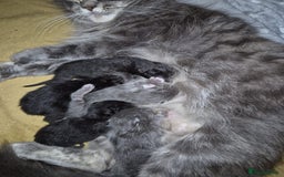 Maine Coon cats for sale: Stunning litter of maine coon kittens  - Advert 29