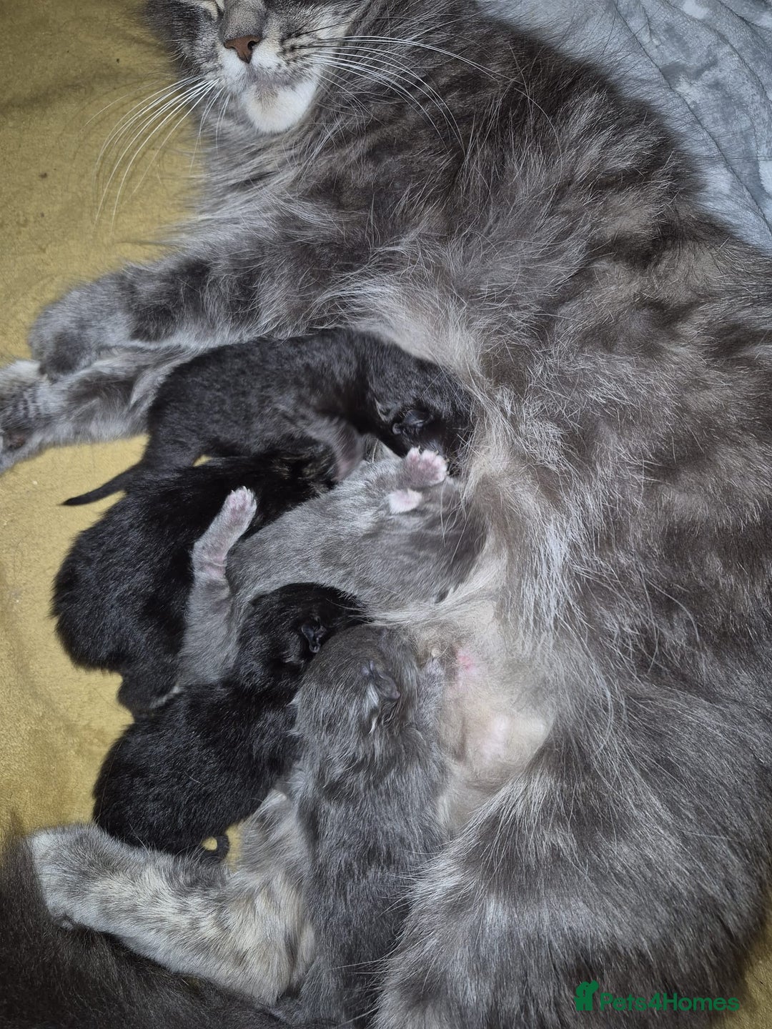 Maine Coon cats for sale: Stunning litter of maine coon kittens  - Advert 29