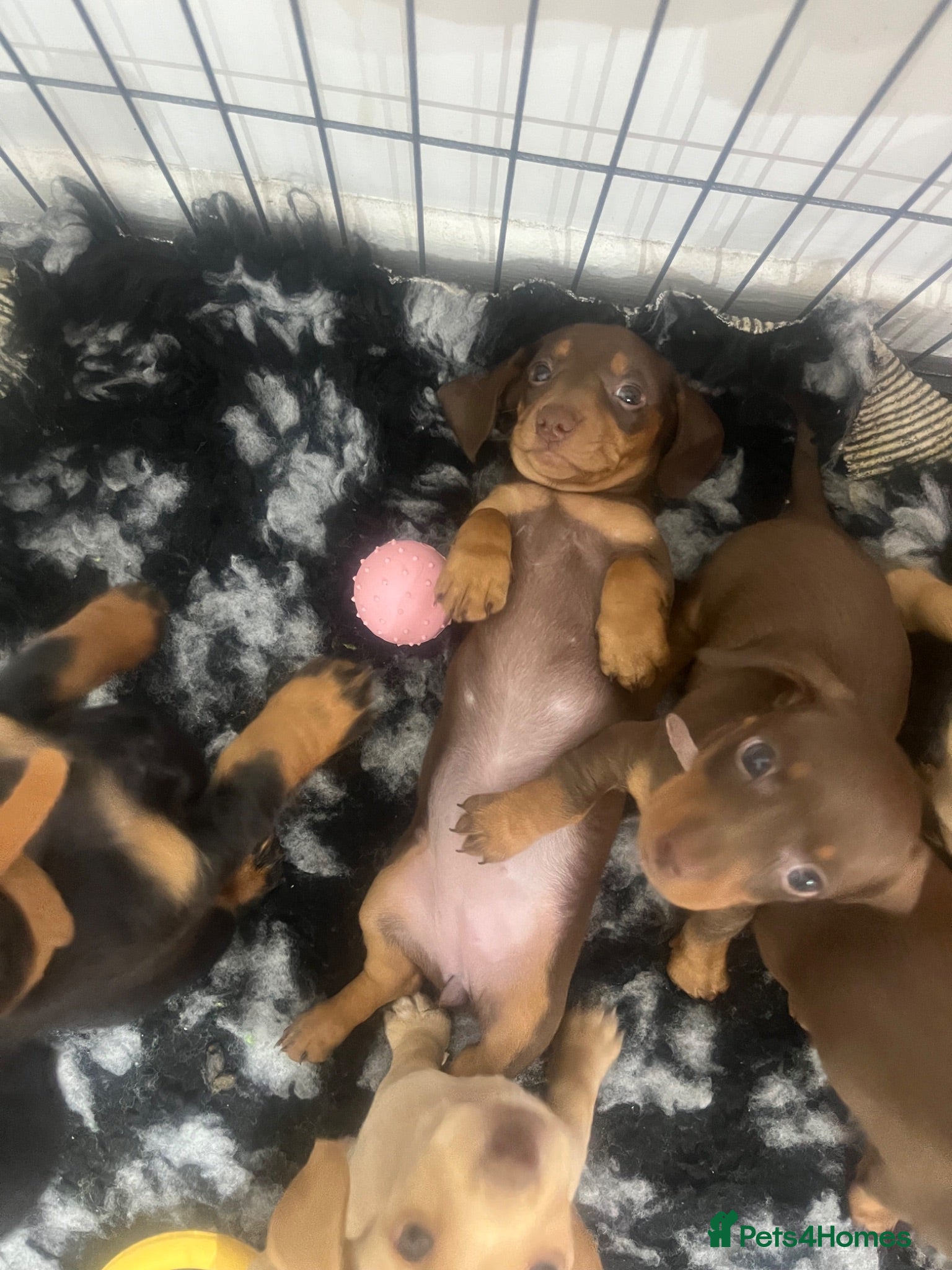 Miniature Dachshund dogs KC Registered Miniature Dachshund girls - Advert 8