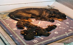 Rottweiler dogs for sale: (KC) REX & DELLAS FINAL LITTER OF QUALITY PUPS - Image 26