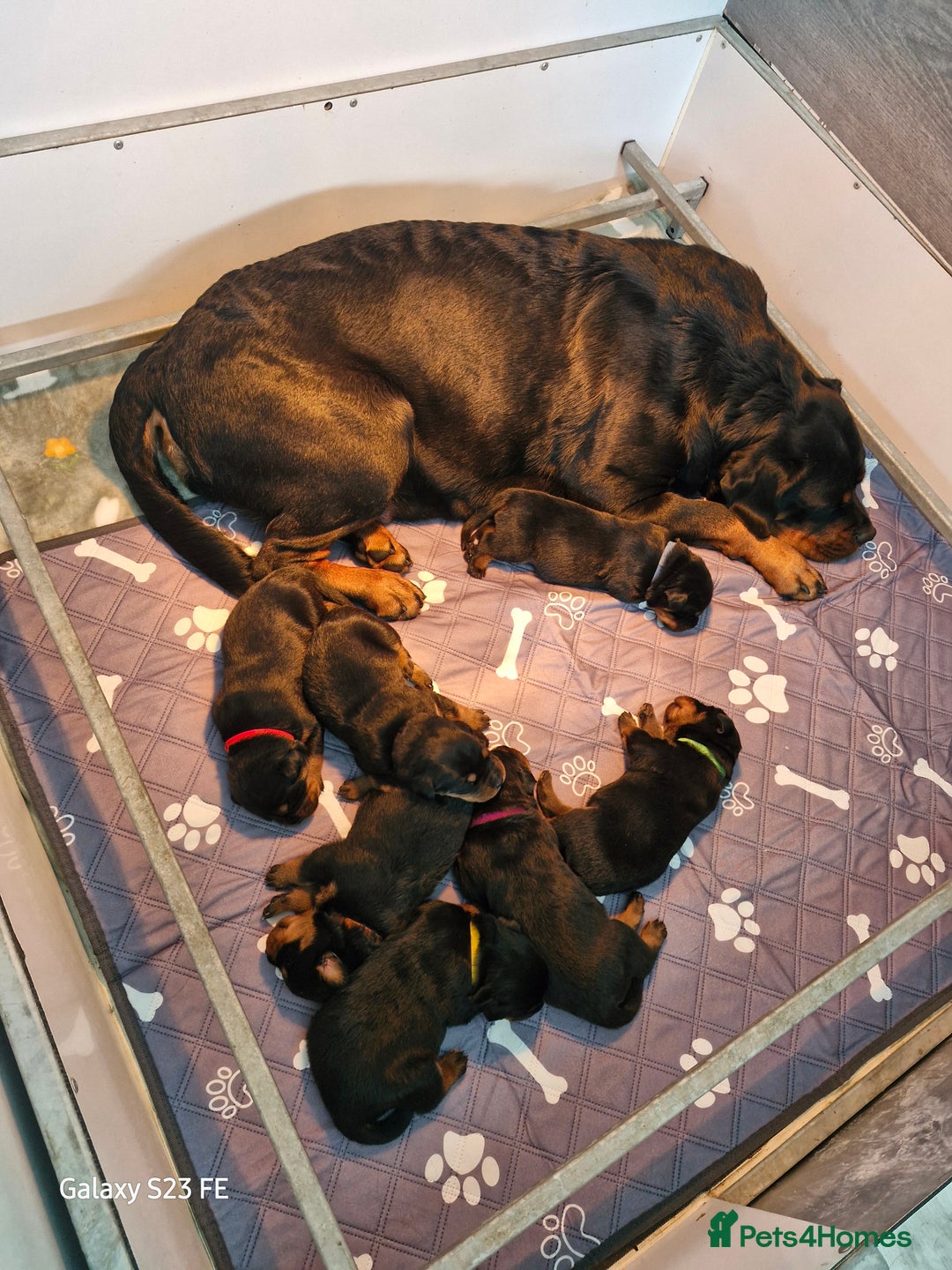 Rottweiler dogs for sale: (KC) REX & DELLAS FINAL LITTER OF QUALITY PUPS - Image 26