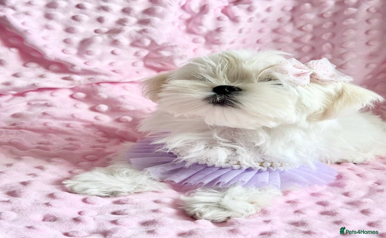 Maltese dogs in Leven - Advert 3