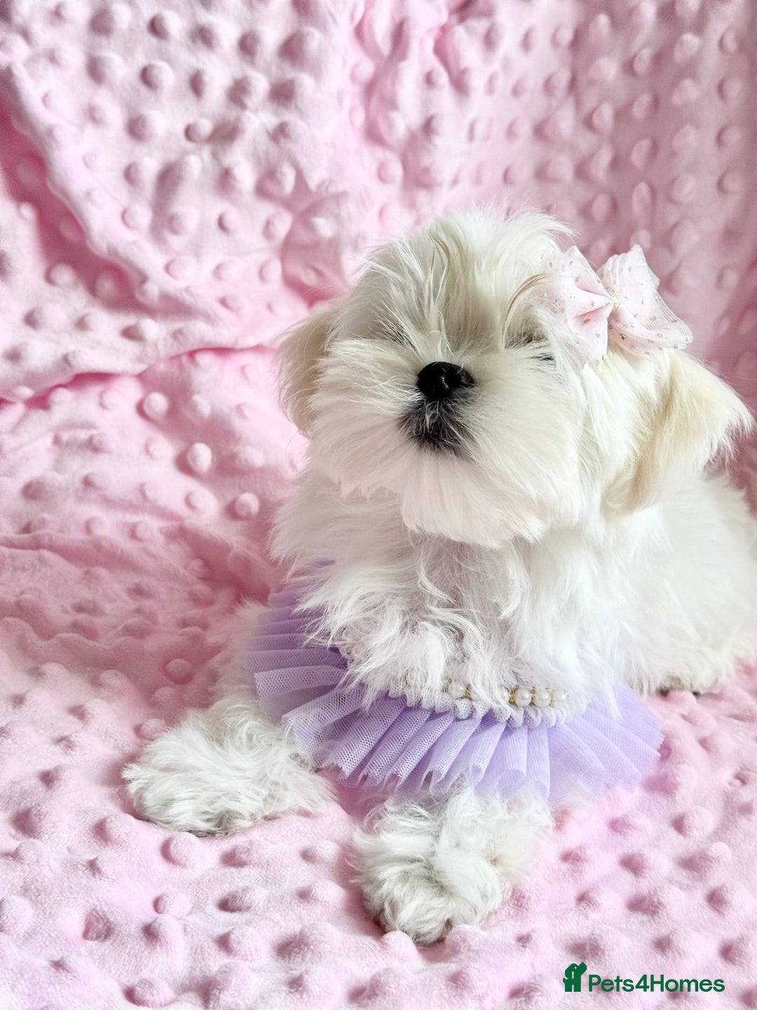 Maltese dogs for sale: 💎 KC Korean Maltese Girls 💎 DNA tested parents. in Leven - Image 1